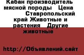 Кабан производитель  мясной породы › Цена ­ 20 000 - Ставропольский край Животные и растения » Другие животные   